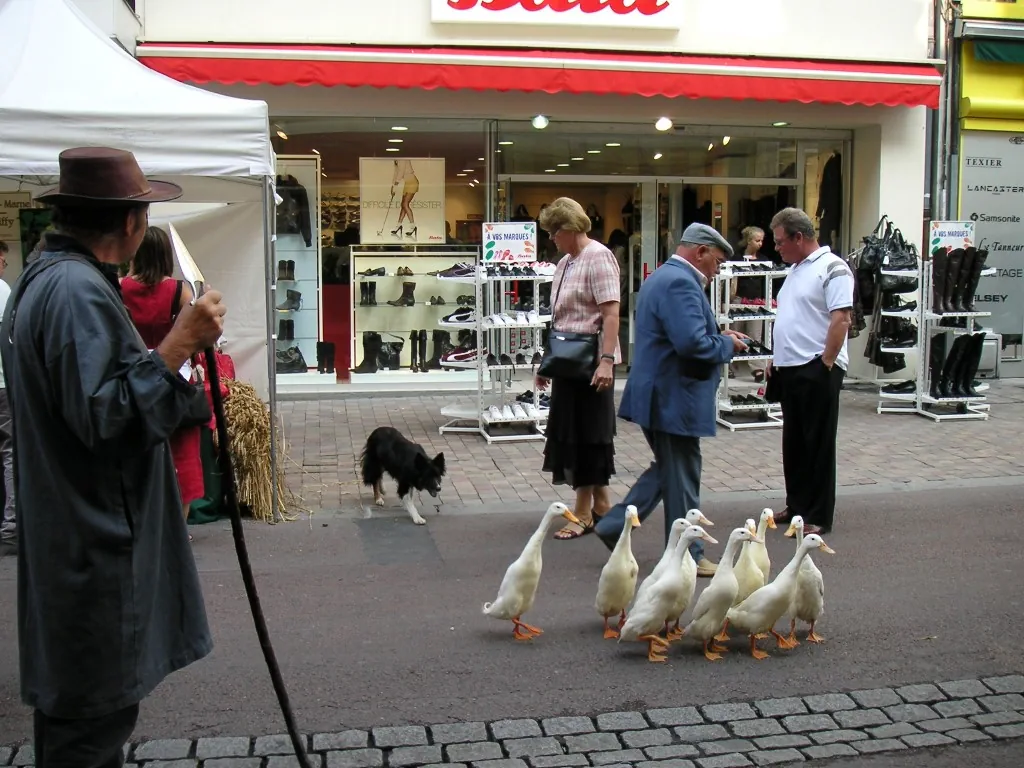 Dog herding geese at farmers market reims